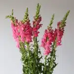 Pink Snapdragons
