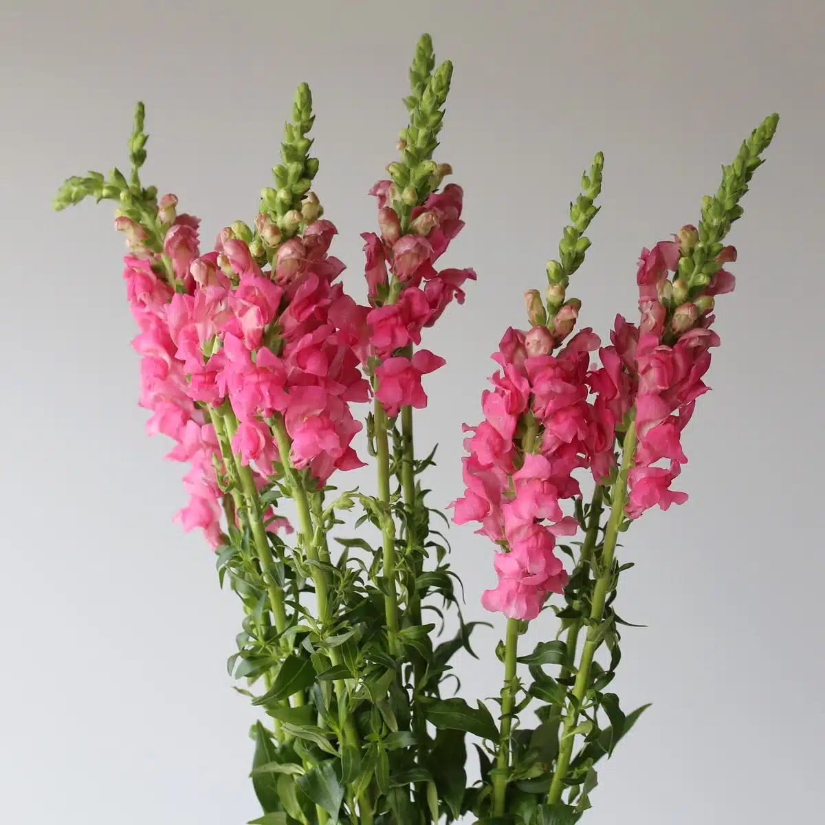 Bunch of pink snapdragons with tall stems and soft pink blooms