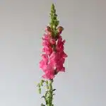 Pink Snapdragons
