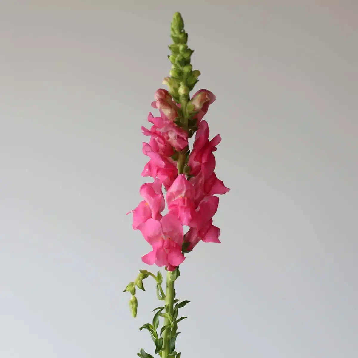 Pink Snapdragons