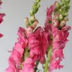 Assorted Snapdragons
