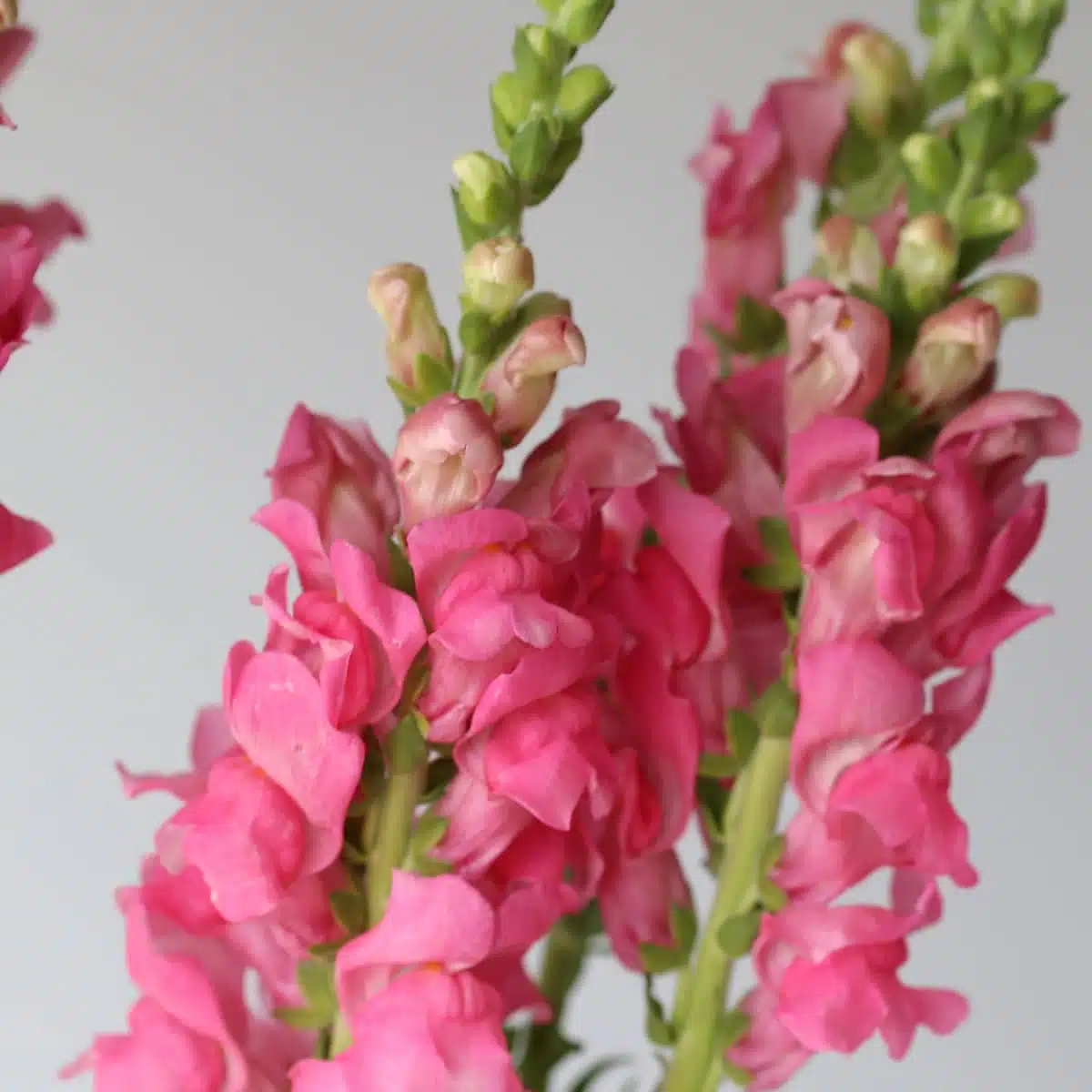 Close up of pink snapdragon flowers with delicate petals