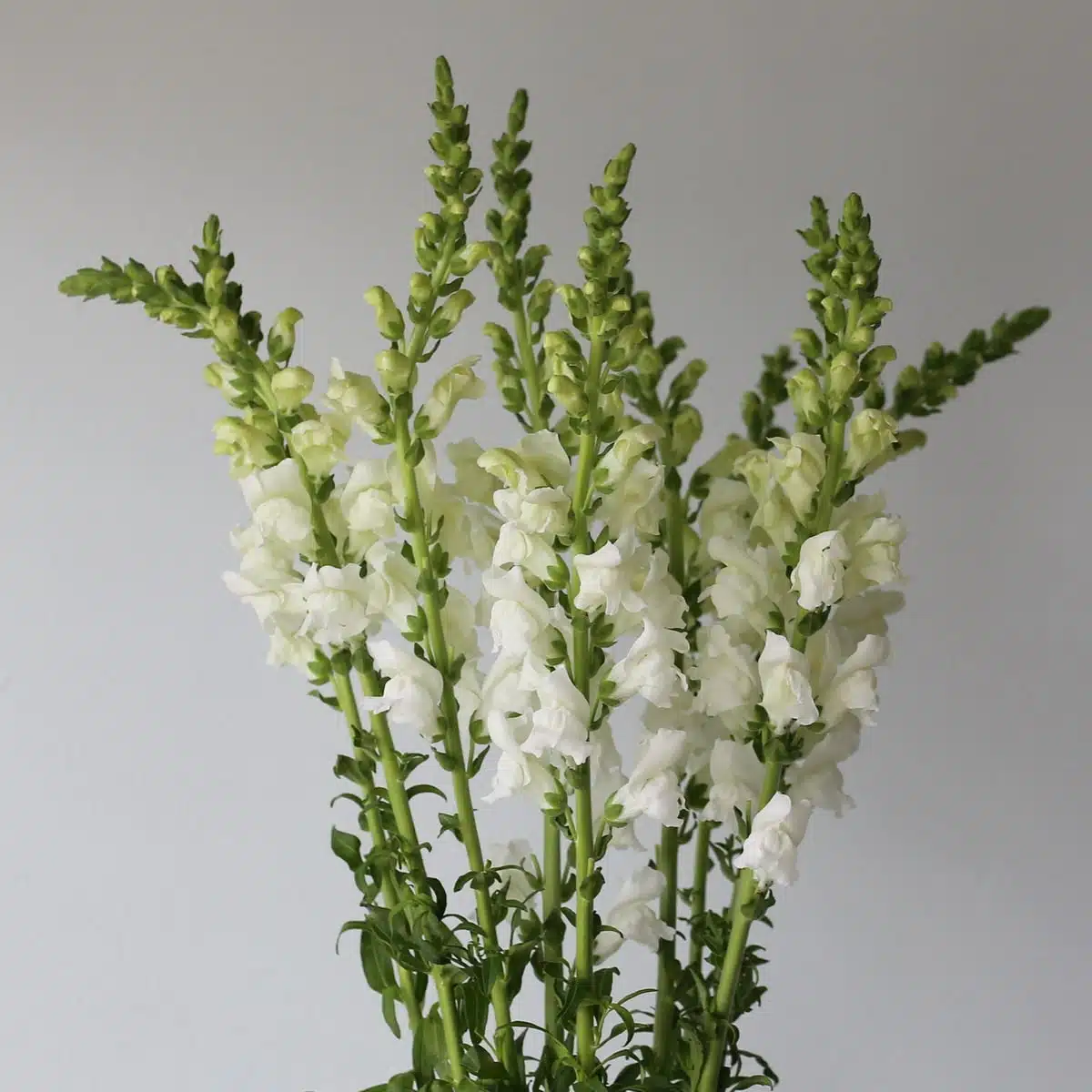 Bunch of fresh white snapdragons with tall stems and crisp blooms