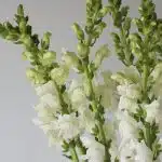 Assorted Snapdragons