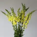 Yellow Snapdragons