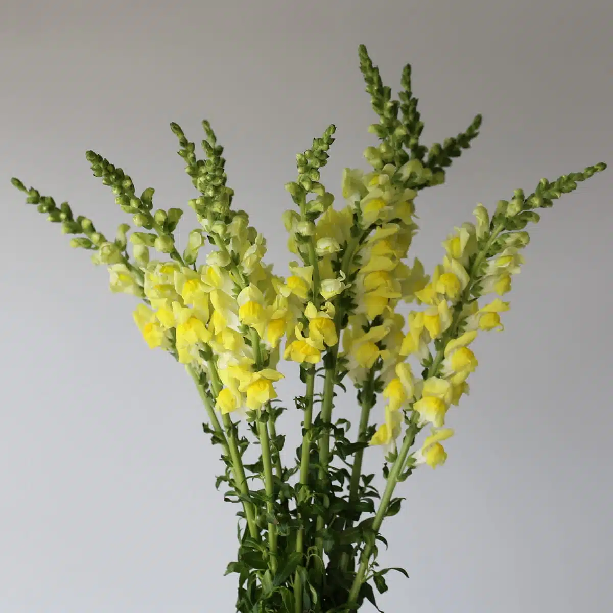 Bunch of yellow snapdragons with tall stems and bright blooms