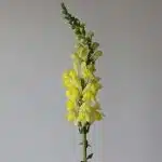 Yellow Snapdragons