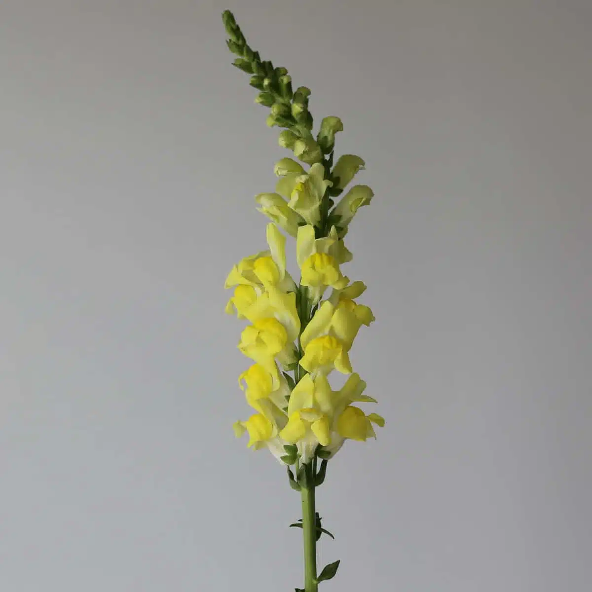 Yellow Snapdragons