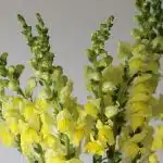Assorted Snapdragons