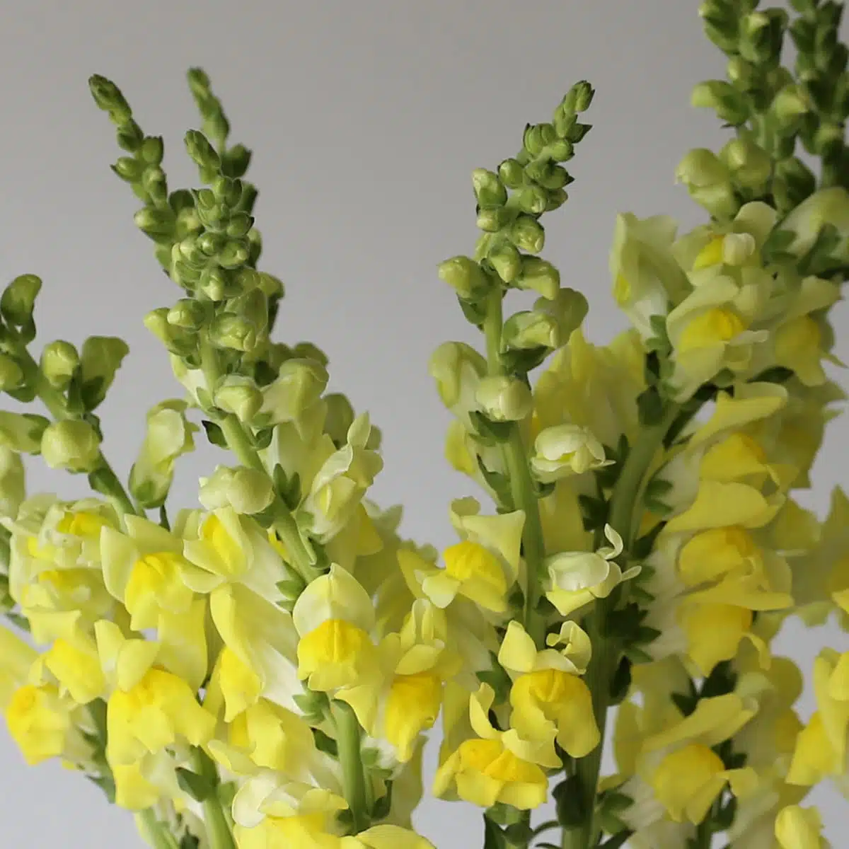 Close up of yellow snapdragon flowers with layered petals