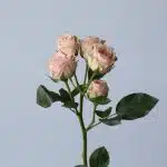Bulk Irishka Spray Roses