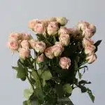 Bulk Irishka Spray Roses