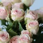 Bulk Irishka Spray Roses