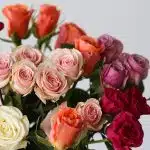 Bulk Assorted Spray Roses