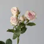 Bulk Be True Spray Roses