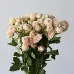Bulk Be True Spray Roses