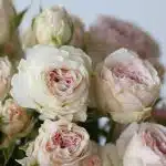 Bulk Be True Spray Roses