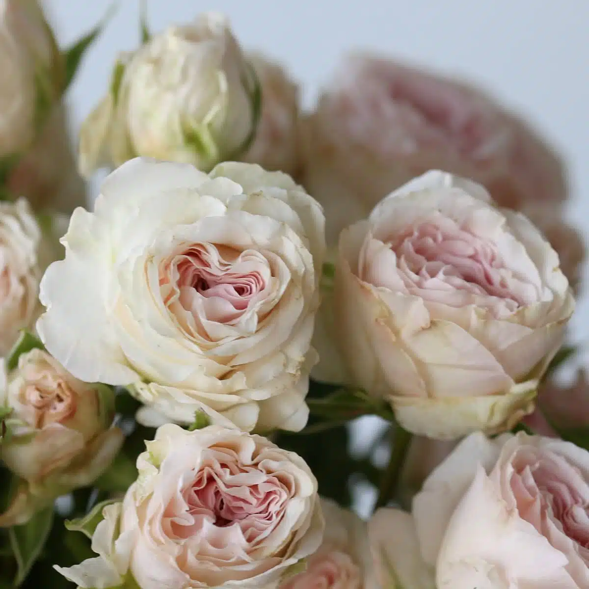 Bulk Be True Spray Roses