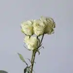 Bulk Floreana Spray Roses
