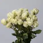 Bulk Floreana Spray Roses