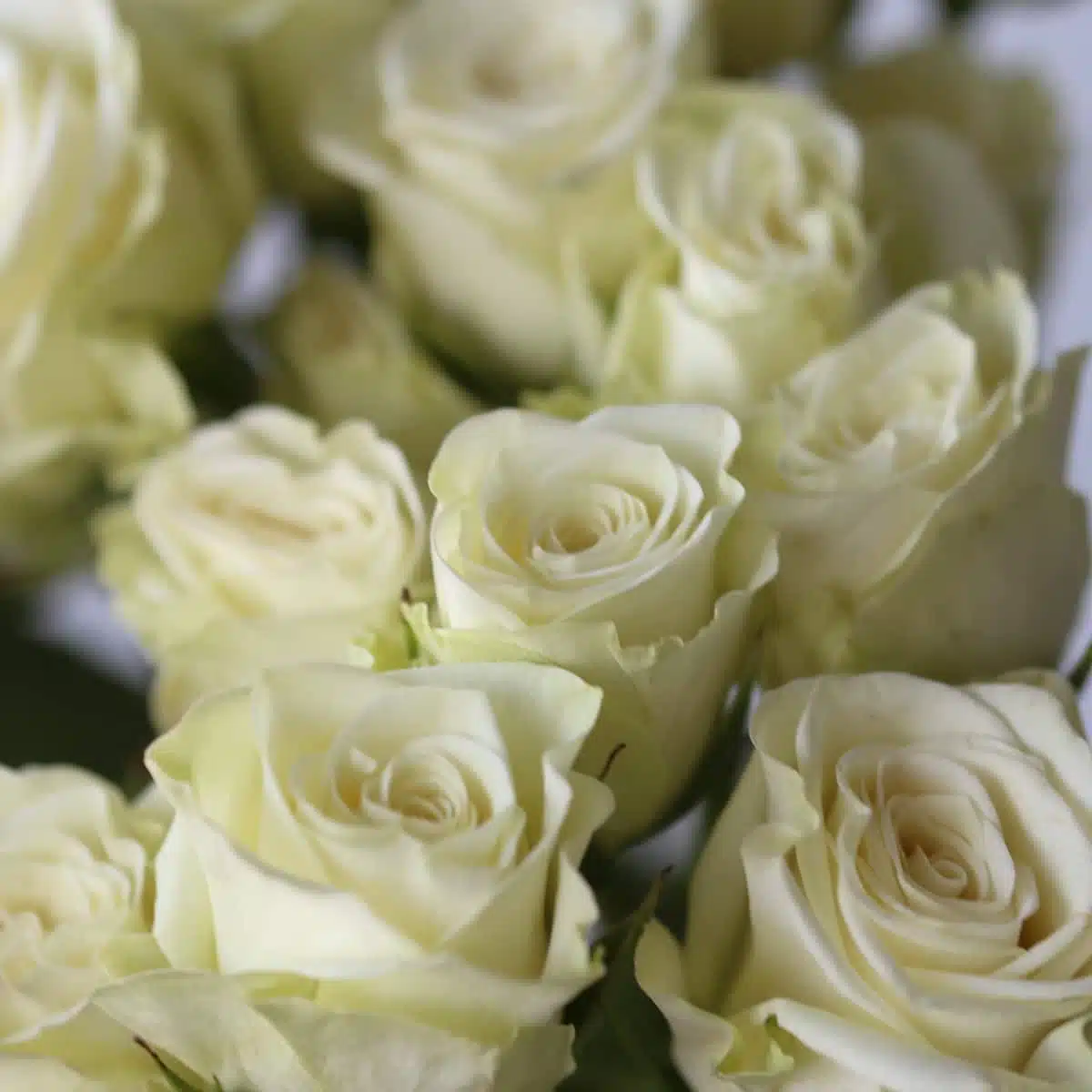 Bulk Floreana Spray Roses