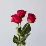 Bulk Gem Star Spray Roses