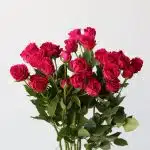 Bulk Gem Star Spray Roses