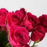 Bulk Gem Star Spray Roses