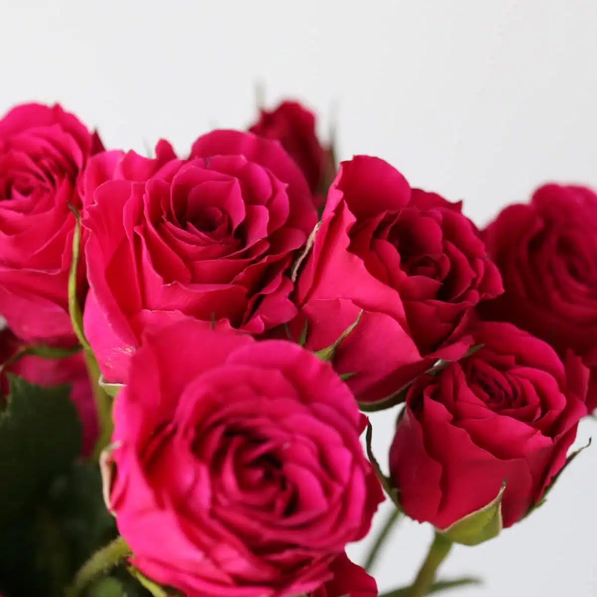 Bulk Gem Star Spray Roses