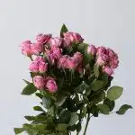 Bulk Lavender Irishka Spray Roses