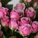 Bulk Lavender Irishka Spray Roses
