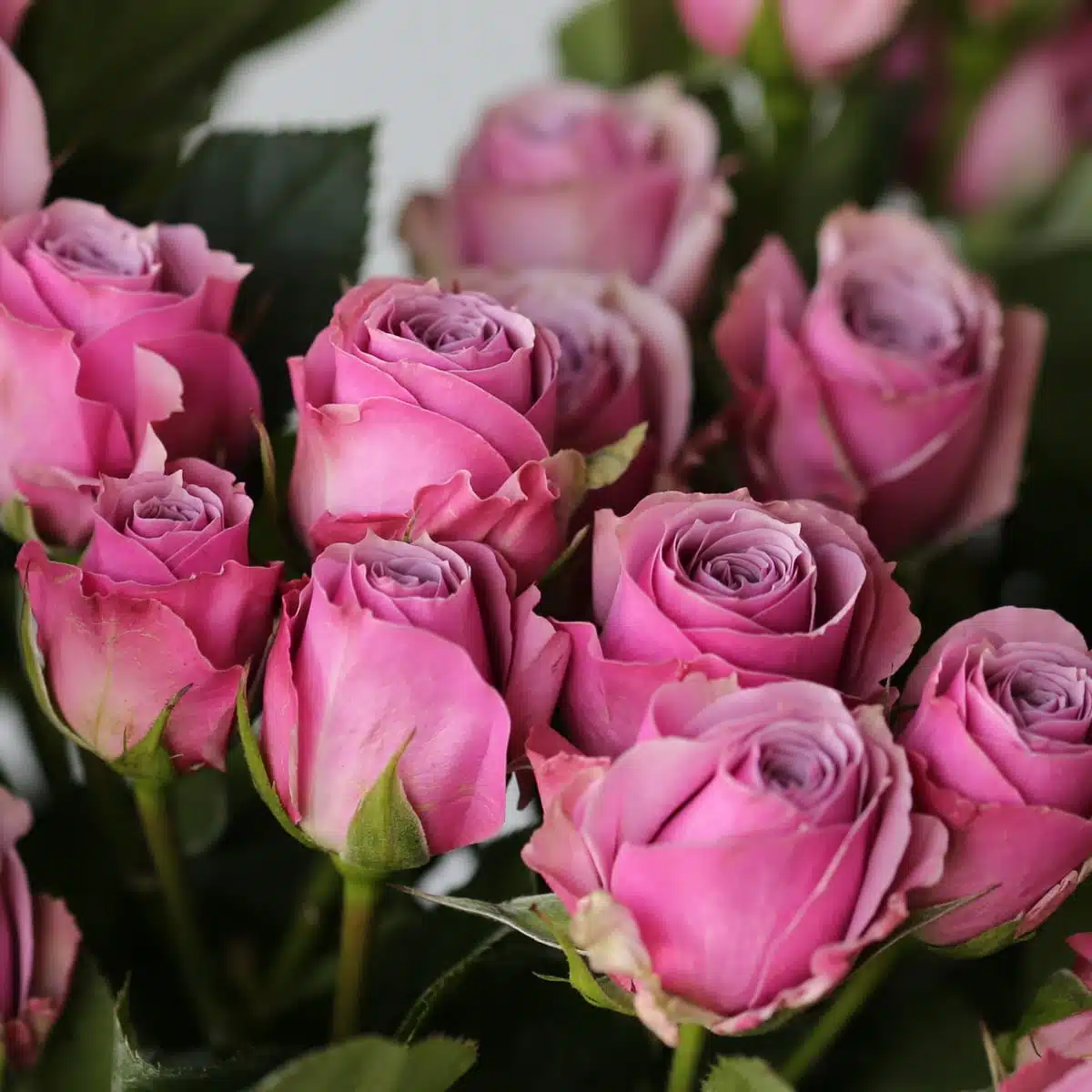 Bulk Lavender Irishka Spray Roses