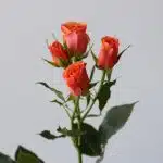 Bulk Orange Star Spray Roses