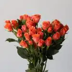 Bulk Orange Star Spray Roses