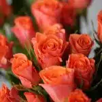 Bulk Orange Star Spray Roses