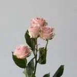 Bulk Star Blush Spray Roses
