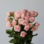 Bulk Star Blush Spray Roses