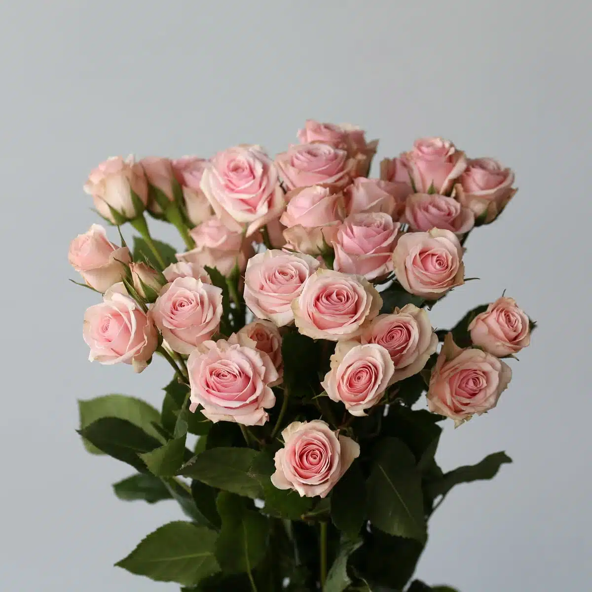 Spray rose Star Blush Bulk DIY Montreal