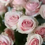 Bulk Star Blush Spray Roses