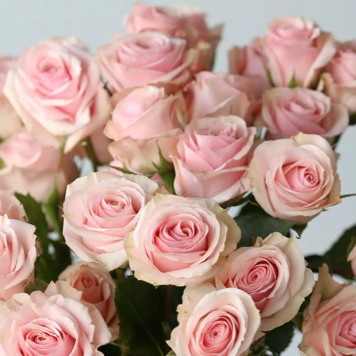Bulk Star Blush Spray Roses