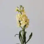 Double Stock Cream