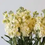 Double Stock Cream