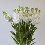 Double Stock White