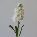 Double Stock White