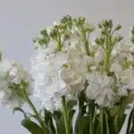 Double Stock White