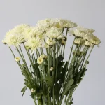 Chrysanthème Polaris