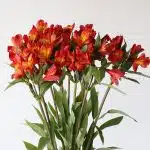 Orange Alstroemeria – Hot Pepper