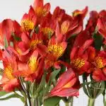 Orange Alstroemeria – Hot Pepper