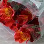 Orange Alstroemeria – Hot Pepper