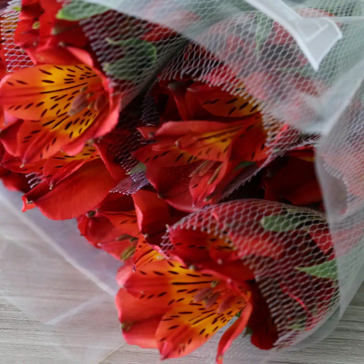 Orange Alstroemeria – Hot Pepper